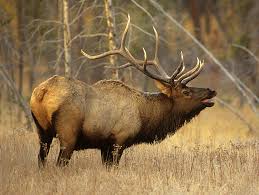 Name:  elk.jpg
Views: 0
Size:  9.1 KB