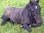 girlfriends pony havin a kip lol